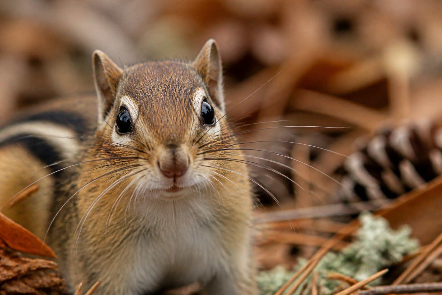 Close-up of a chipmunk showing its whiskers in a natural outdoor setting with leaves and branches.