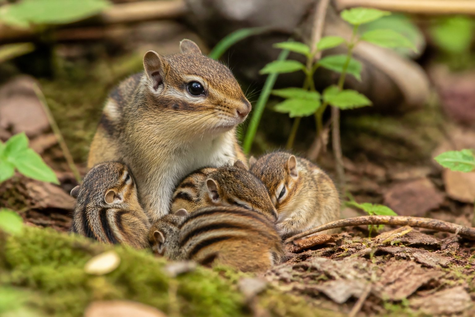 An adult chipmunk with several baby chipmunks nestled together on the forest floor surrounded by leaves and plants.