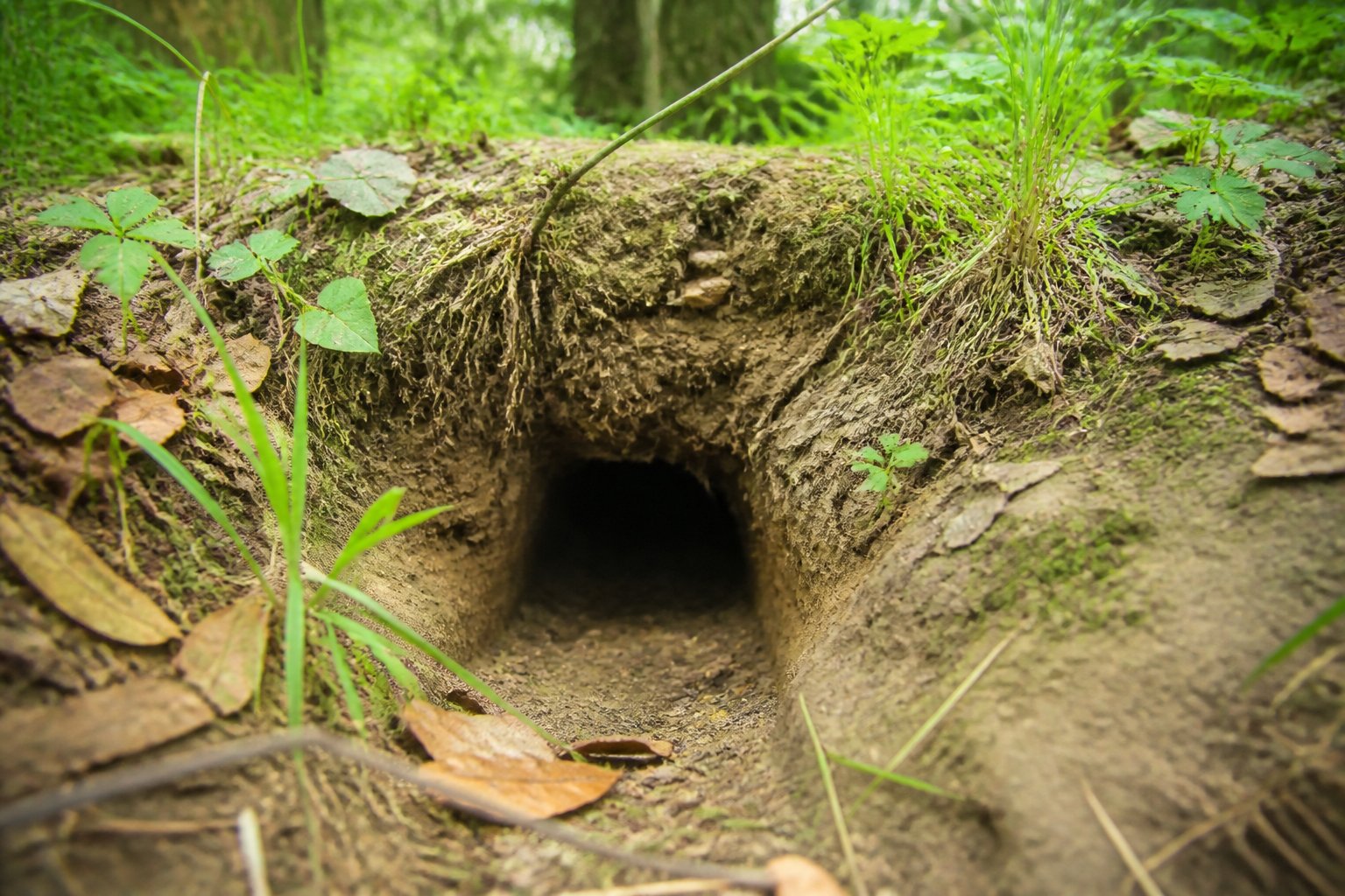 Close-up of a chipmunk burrow entrance in the soil surrounded by grass and forest floor debris.
