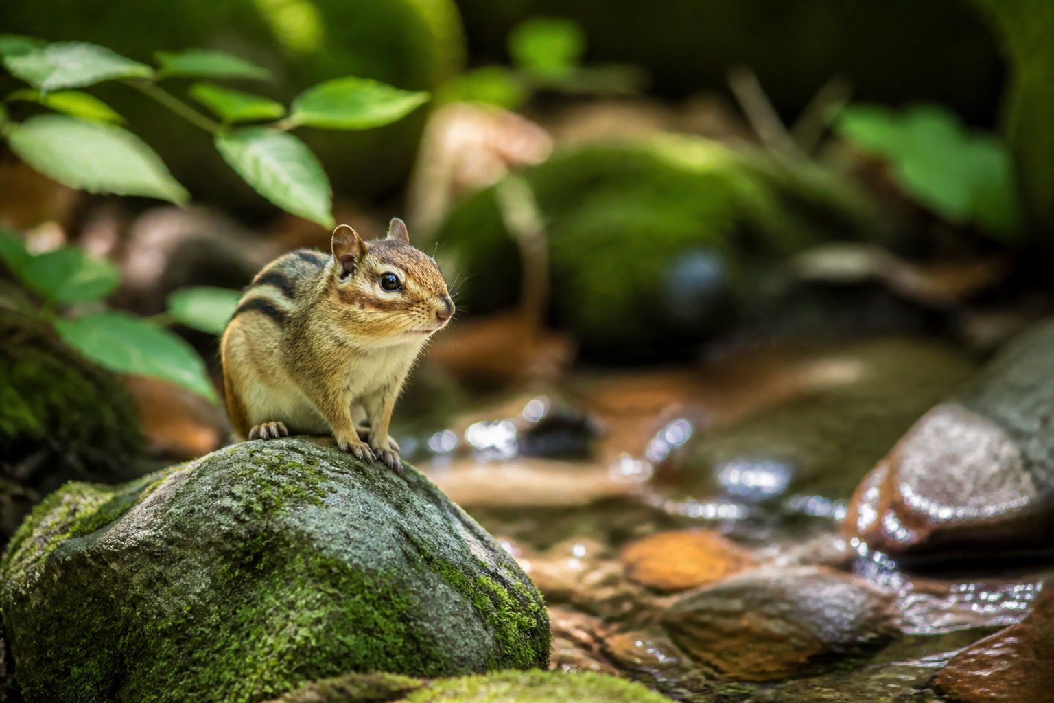 A chipmunk sitting on a mossy rock near a clear stream in a forest with green plants and sunlight.