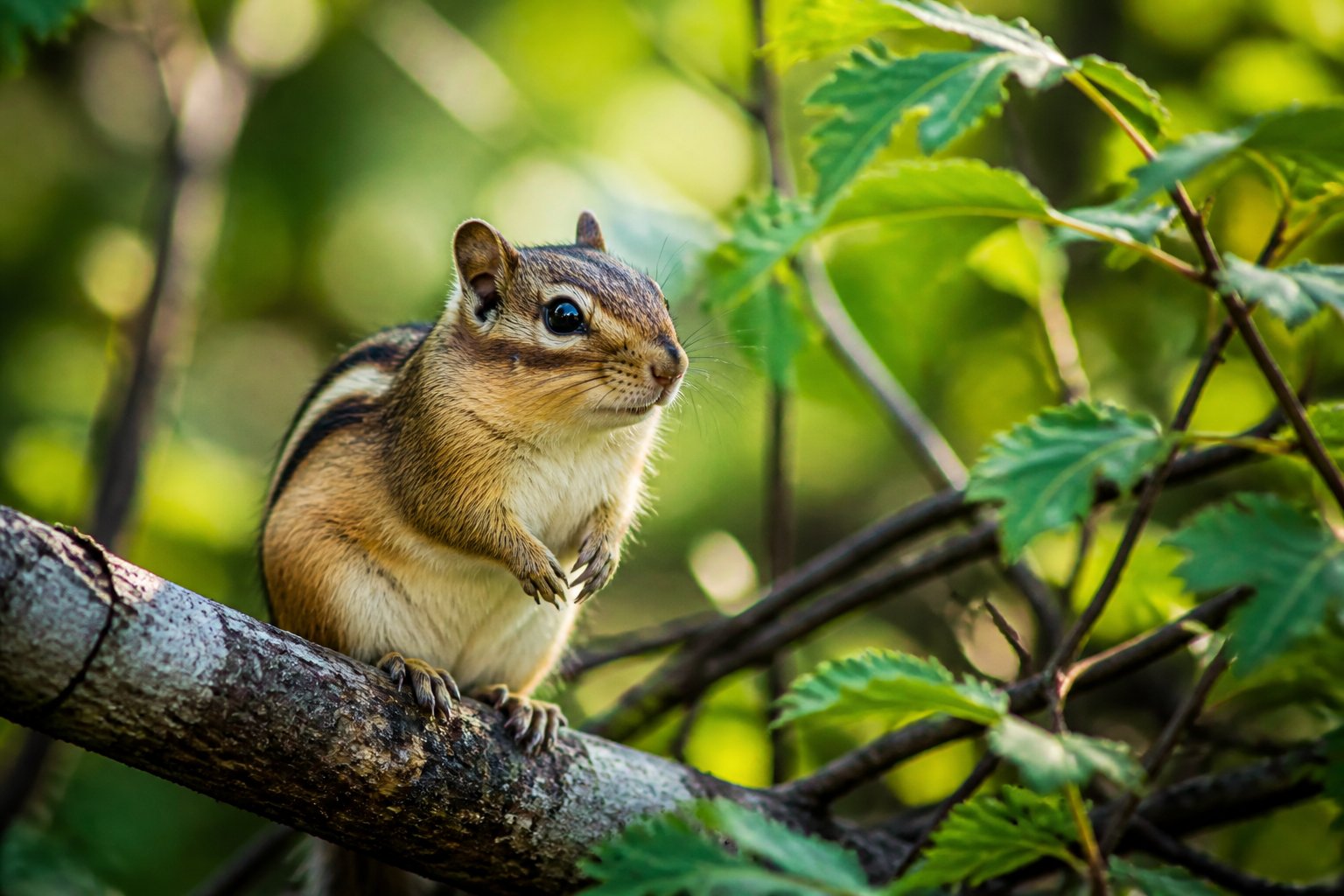 A chipmunk sitting on a tree branch in a green forest with sunlight filtering through the leaves.