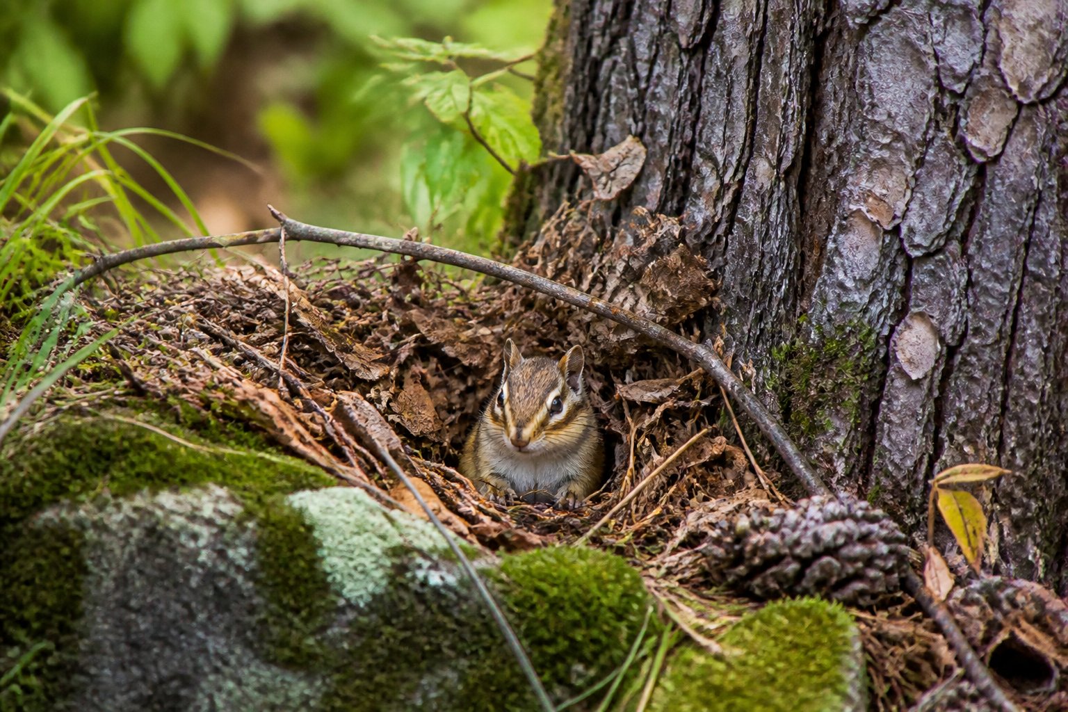 A chipmunk resting among leaves and branches at the base of a tree in a forest.