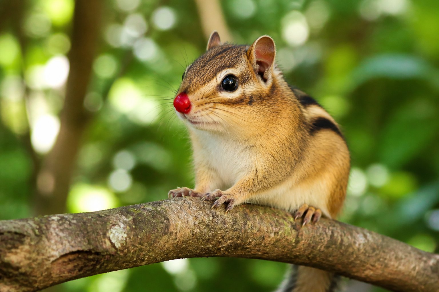 A chipmunk with a red nose sitting on a tree branch in a forest.
