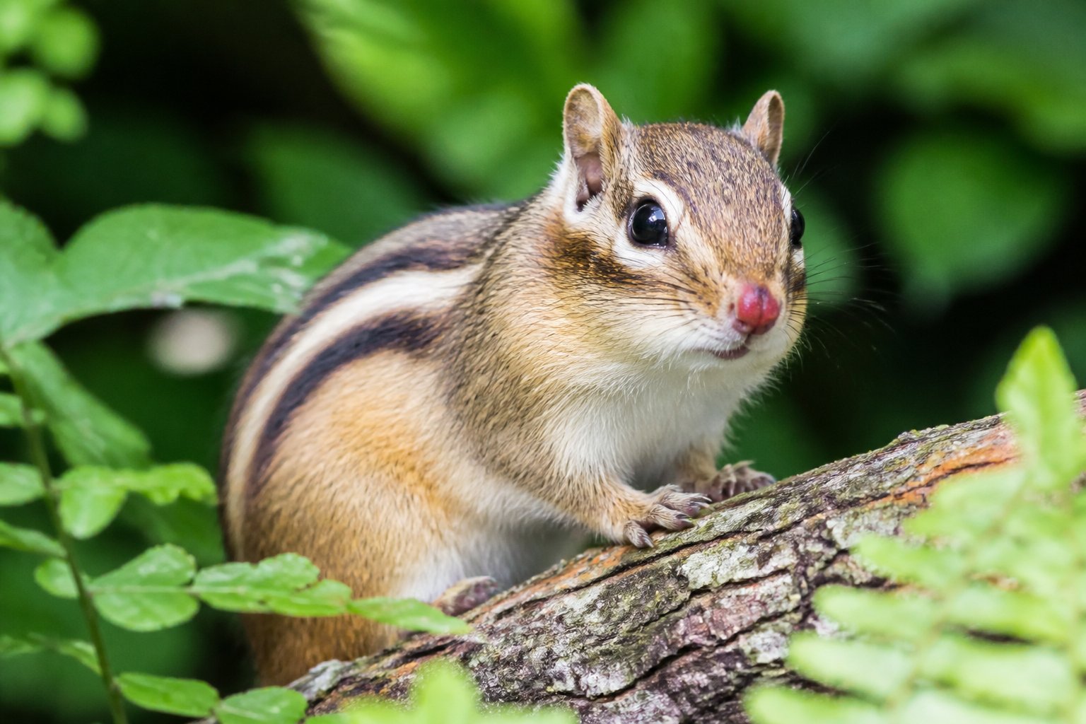 Close-up of a chipmunk with a reddish nose sitting on a branch surrounded by green leaves.