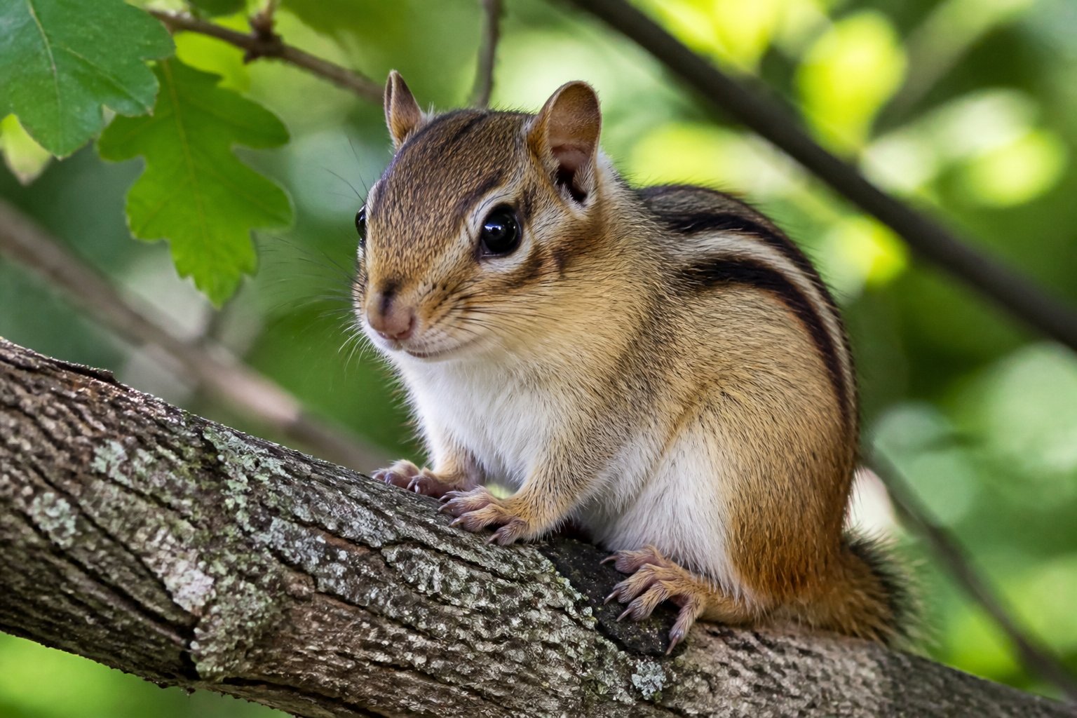 A chipmunk sitting on a tree branch in a forest with green leaves and sunlight.