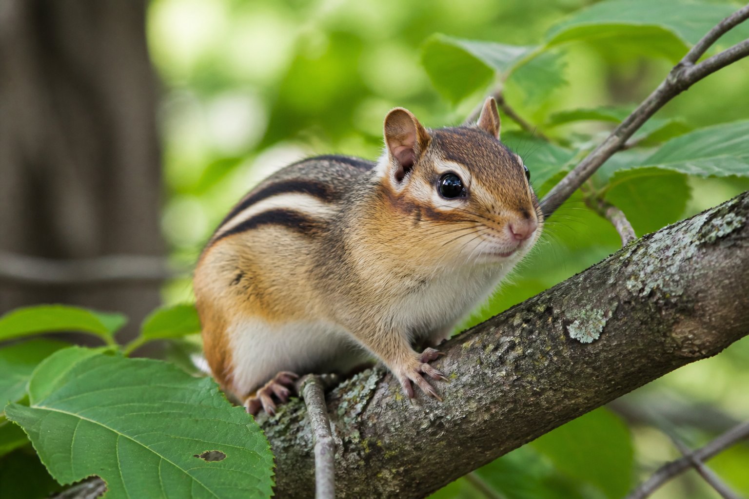 A chipmunk sitting on a tree branch surrounded by green leaves in a forest.