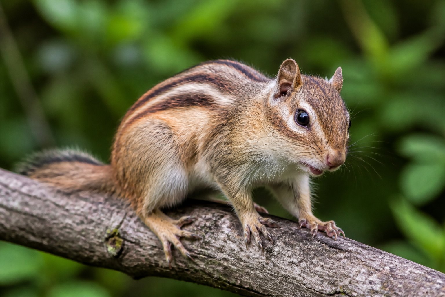 A chipmunk perched on a tree branch looking alert in a forest environment.