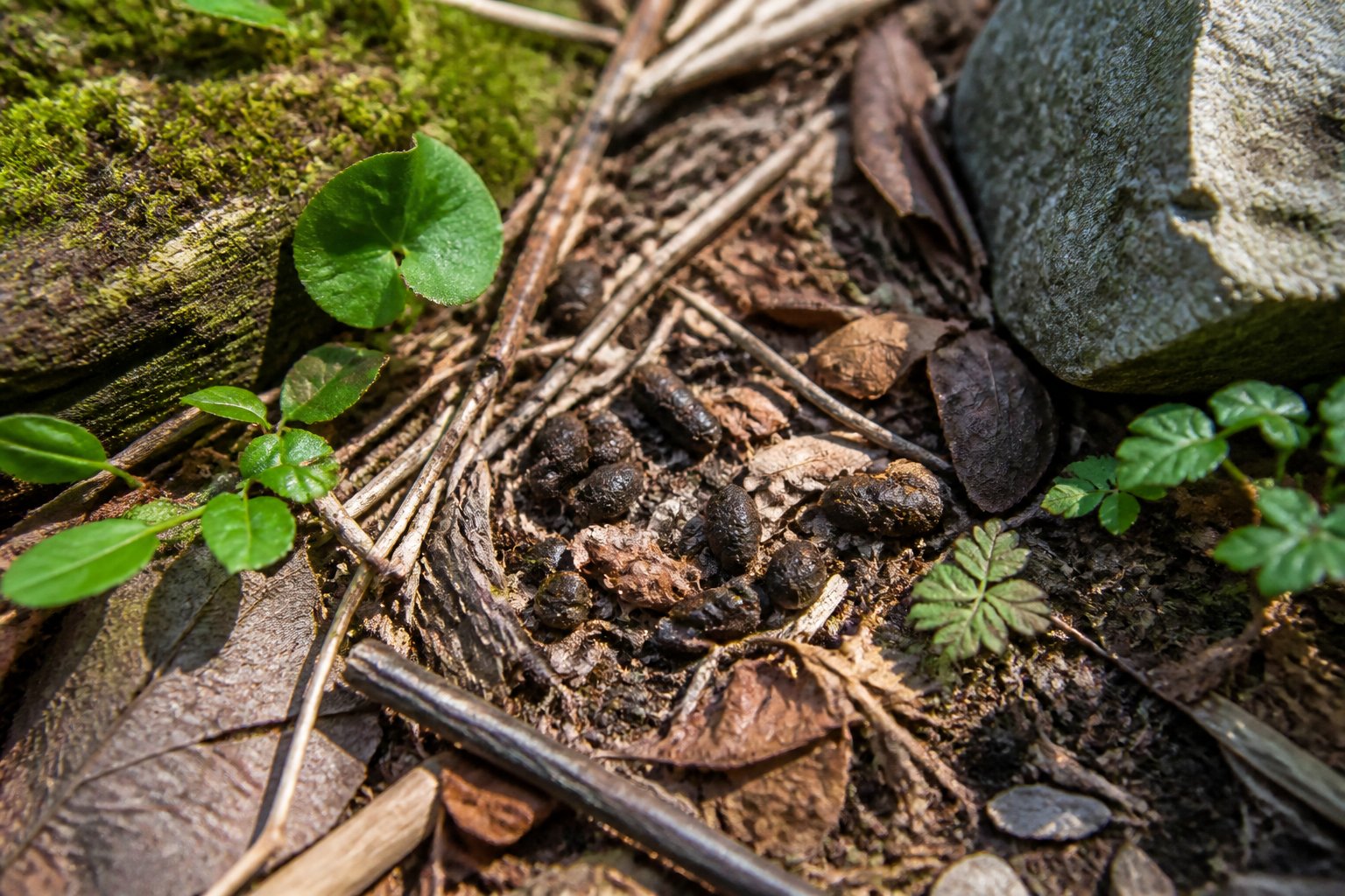 Close-up view of chipmunk droppings on a forest floor surrounded by leaves, twigs, and moss.