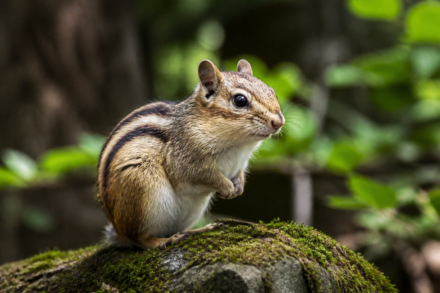 A chipmunk sitting on a mossy rock in a forest, missing its tail.