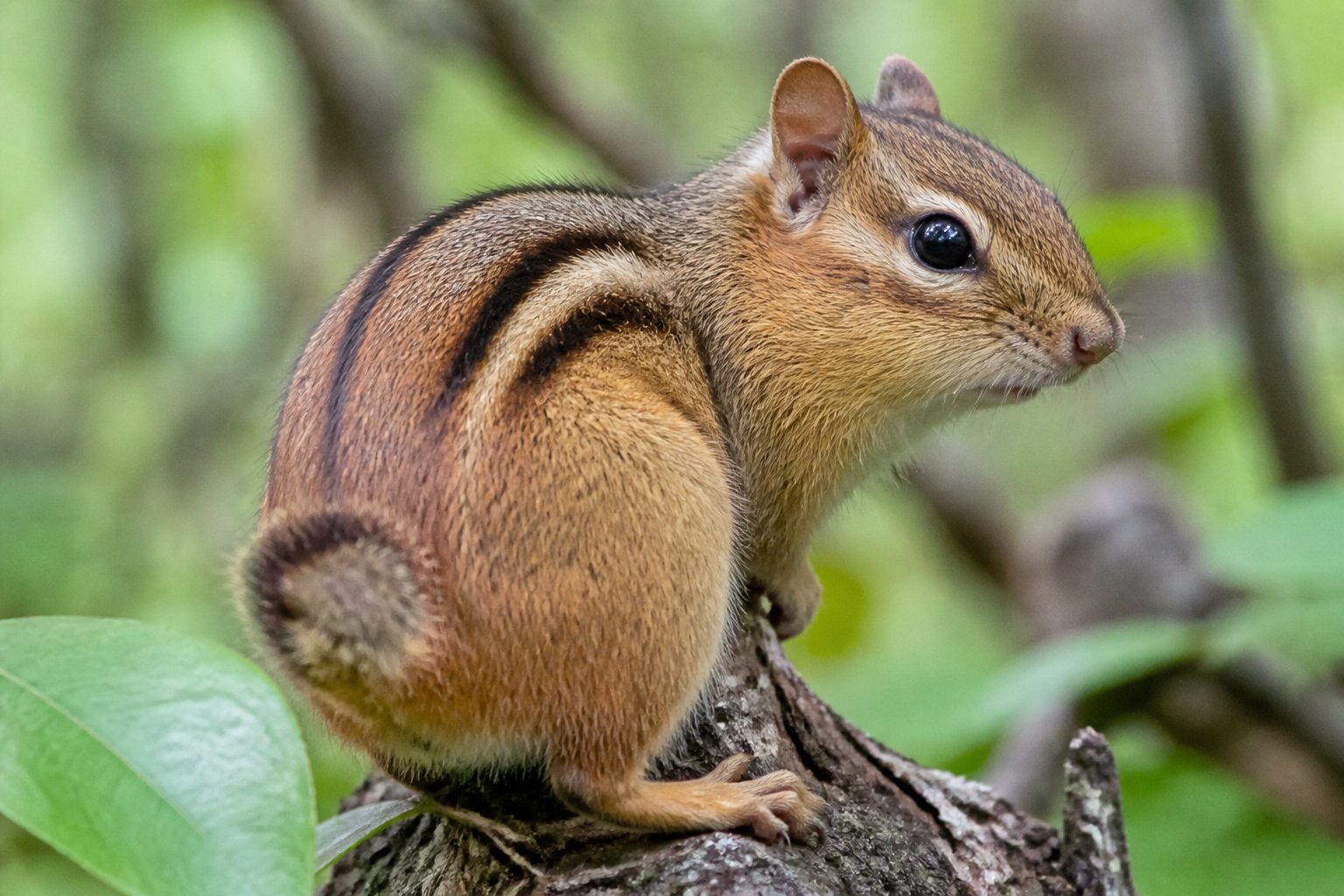 A chipmunk sitting on a tree branch with a partially missing tail in a forest environment.