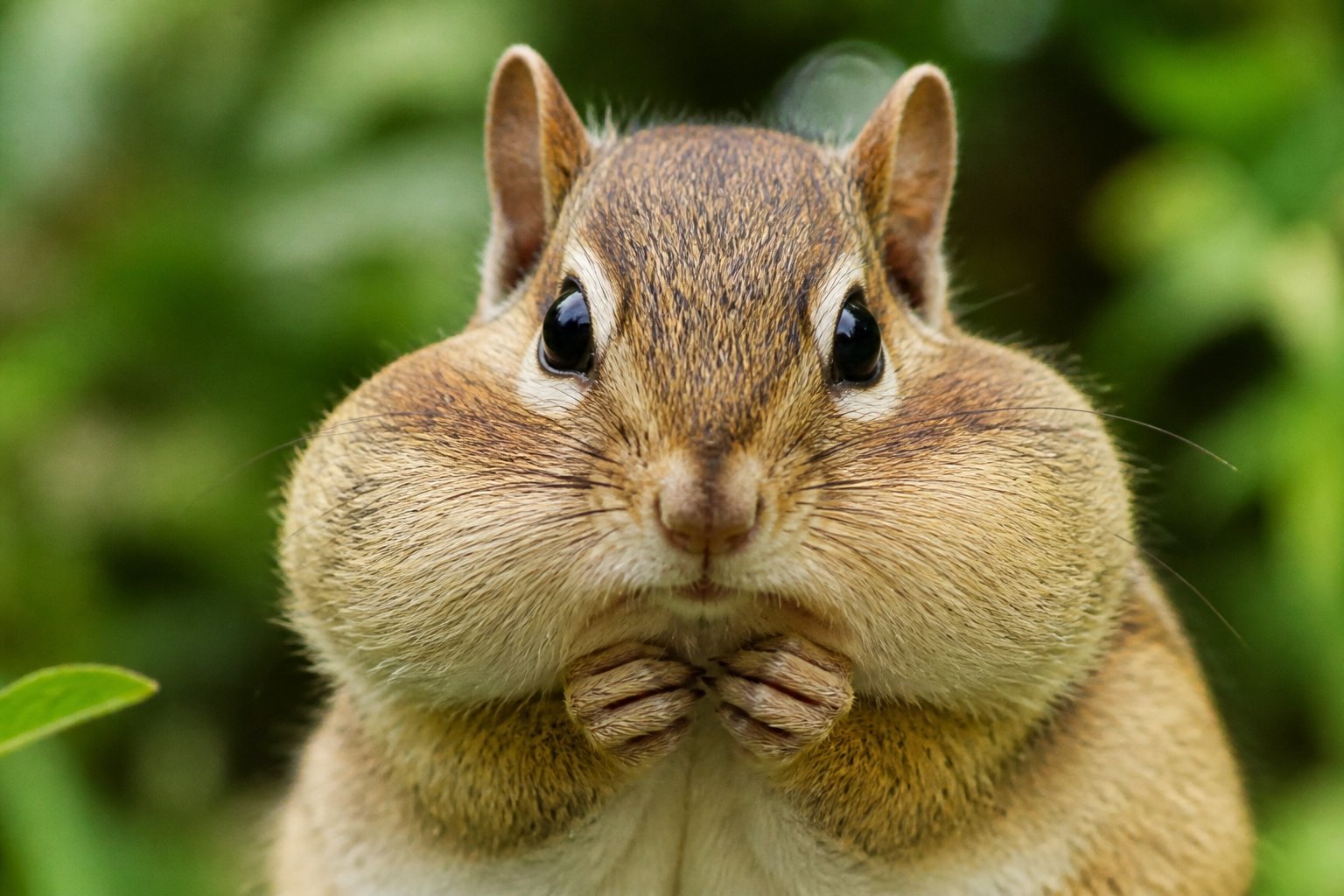 Close-up of a chipmunk with puffed cheeks in a natural outdoor setting.
