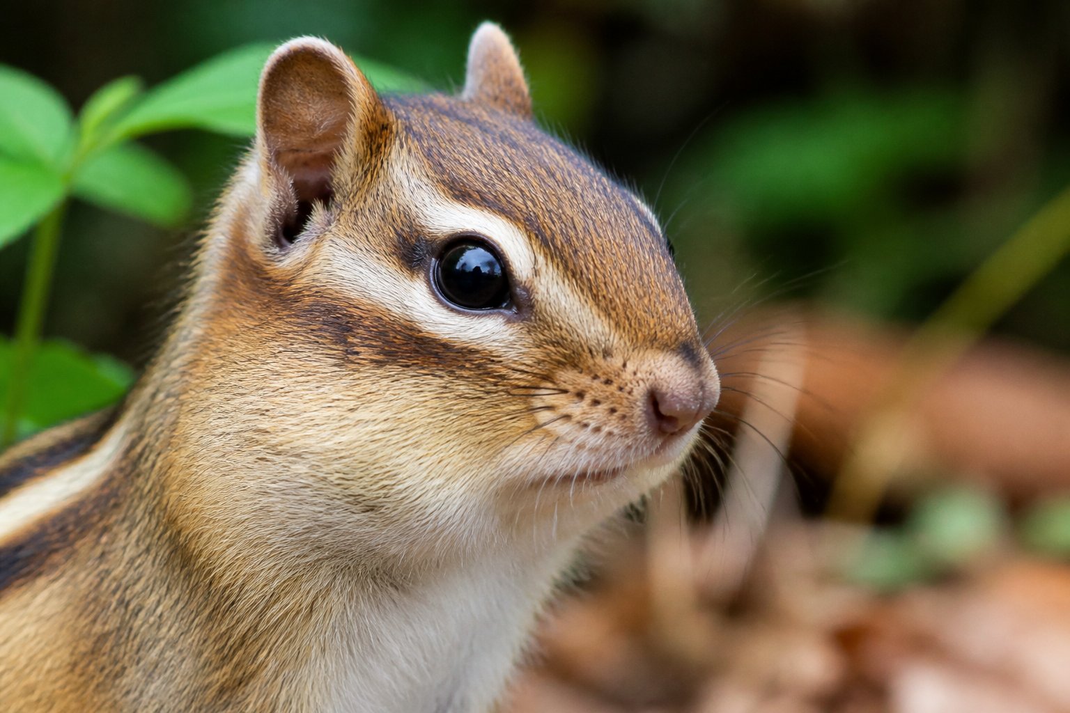 Close-up of a chipmunk's face showing its eyes, ears, and fur with a blurred forest background.