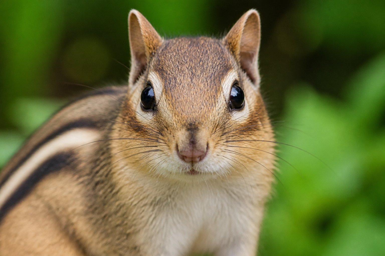 Close-up of a chipmunk's face with natural greenery in the background.