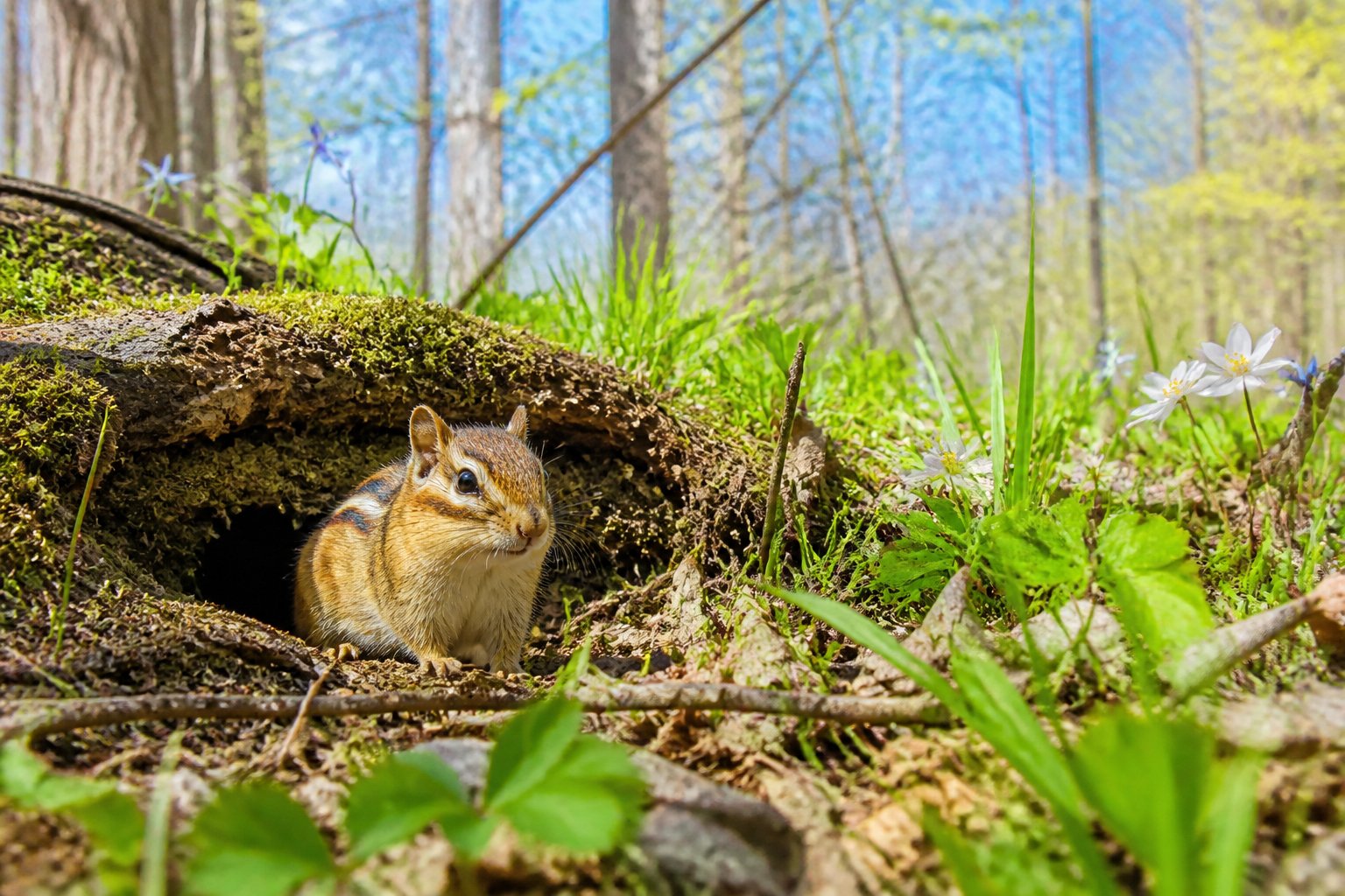 A chipmunk emerging from its burrow on a forest floor with green grass and small flowers in early spring.