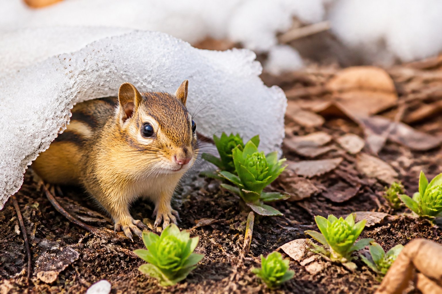 A chipmunk emerging from melting snow onto a patch of earth with small green plants in early spring.