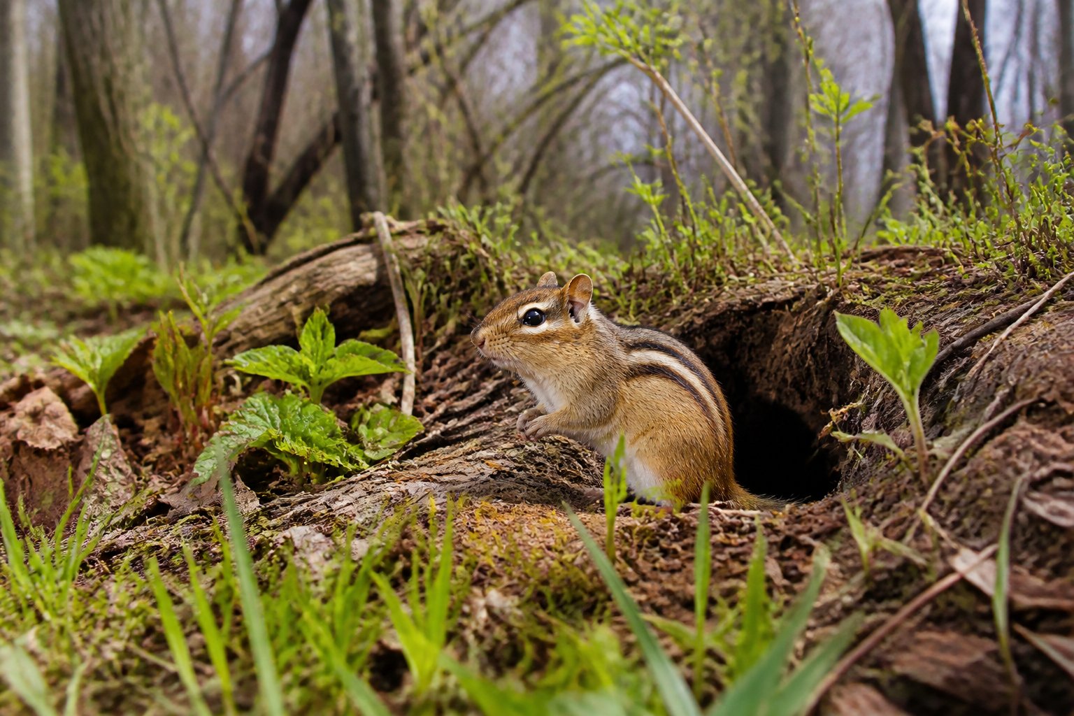 A chipmunk emerging from its burrow in a green woodland area during early spring.