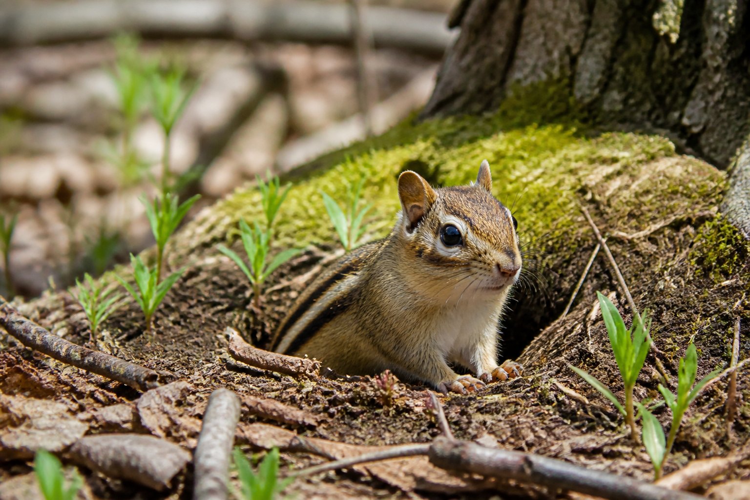 A chipmunk emerging from a hole in the ground surrounded by leaves and greenery in a forest setting.