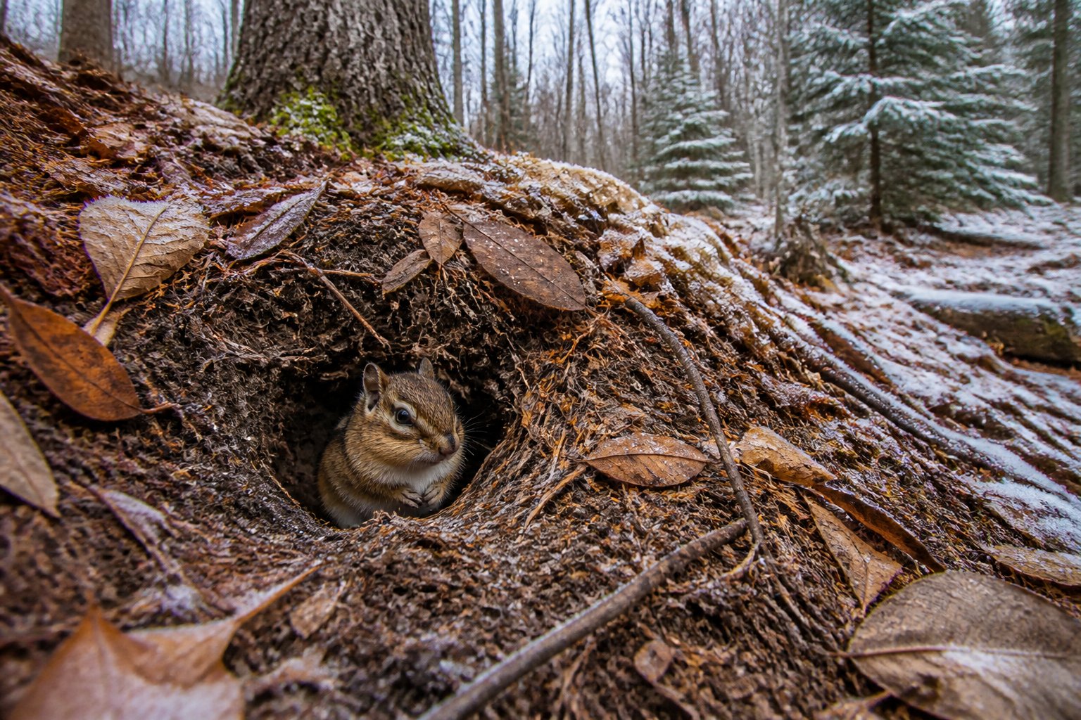 A chipmunk resting at the entrance of its burrow on a forest floor covered with fallen leaves and light frost, surrounded by trees in late autumn.