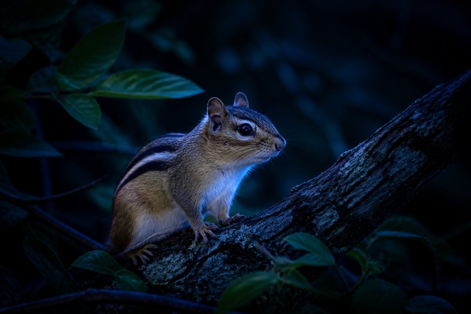 A chipmunk perched on a tree branch in a dark forest at night, illuminated by soft moonlight.