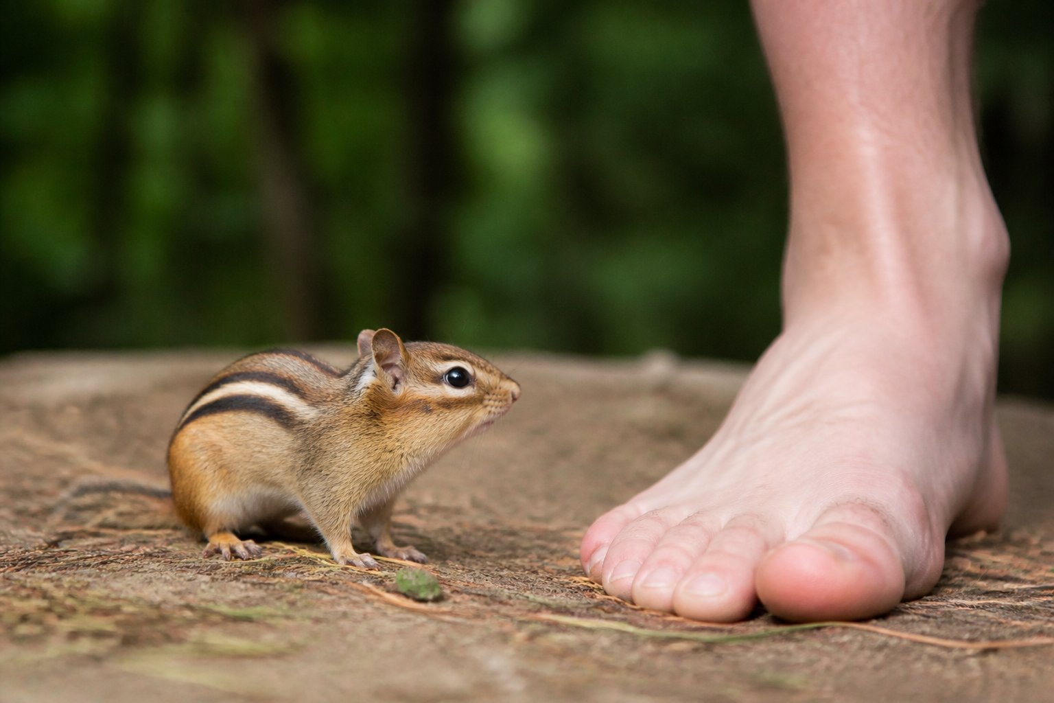 A chipmunk standing near a human hand, showing the difference in size and body structure.