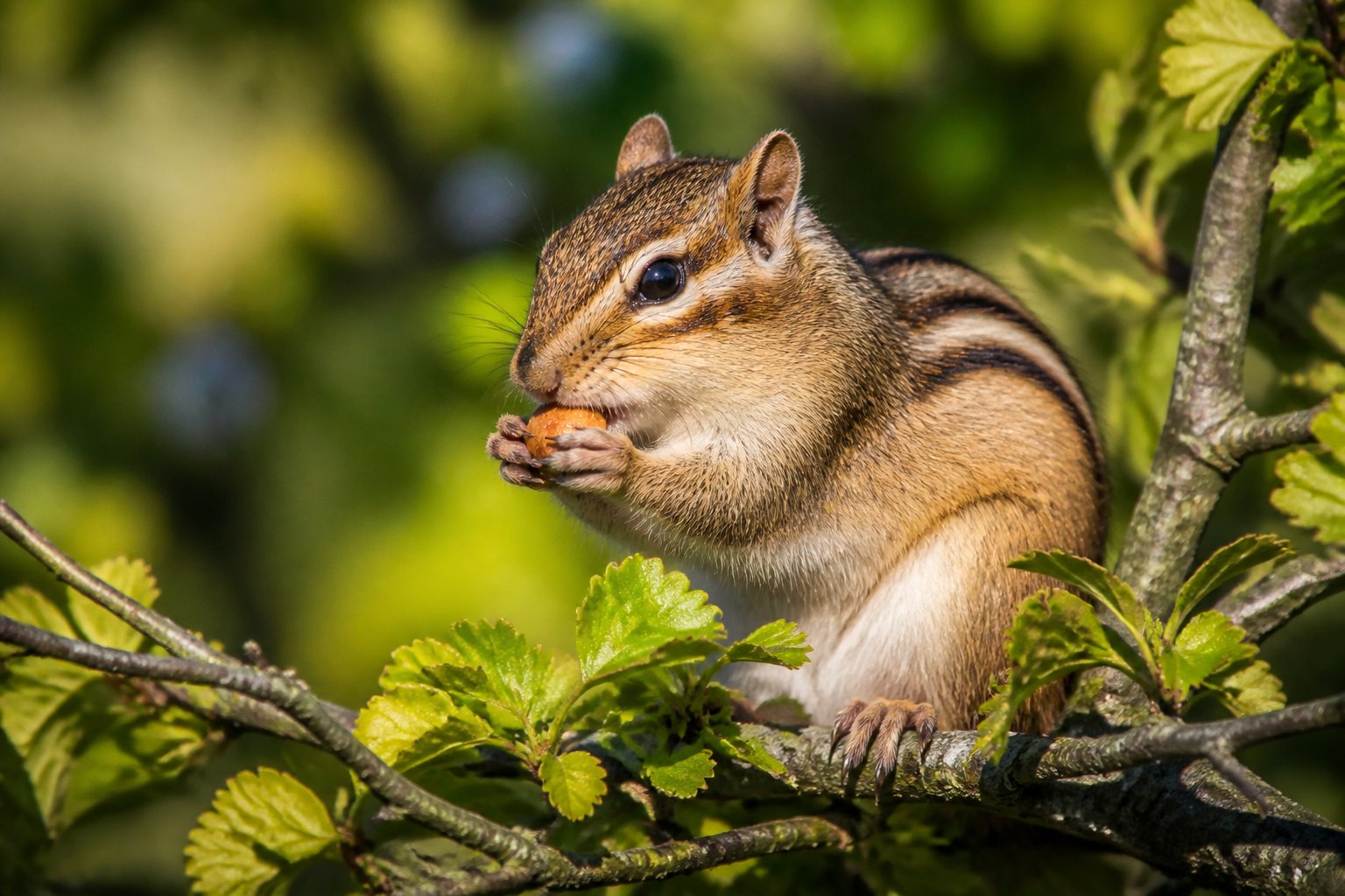 A chipmunk eating a nut while sitting on a tree branch surrounded by green leaves.
