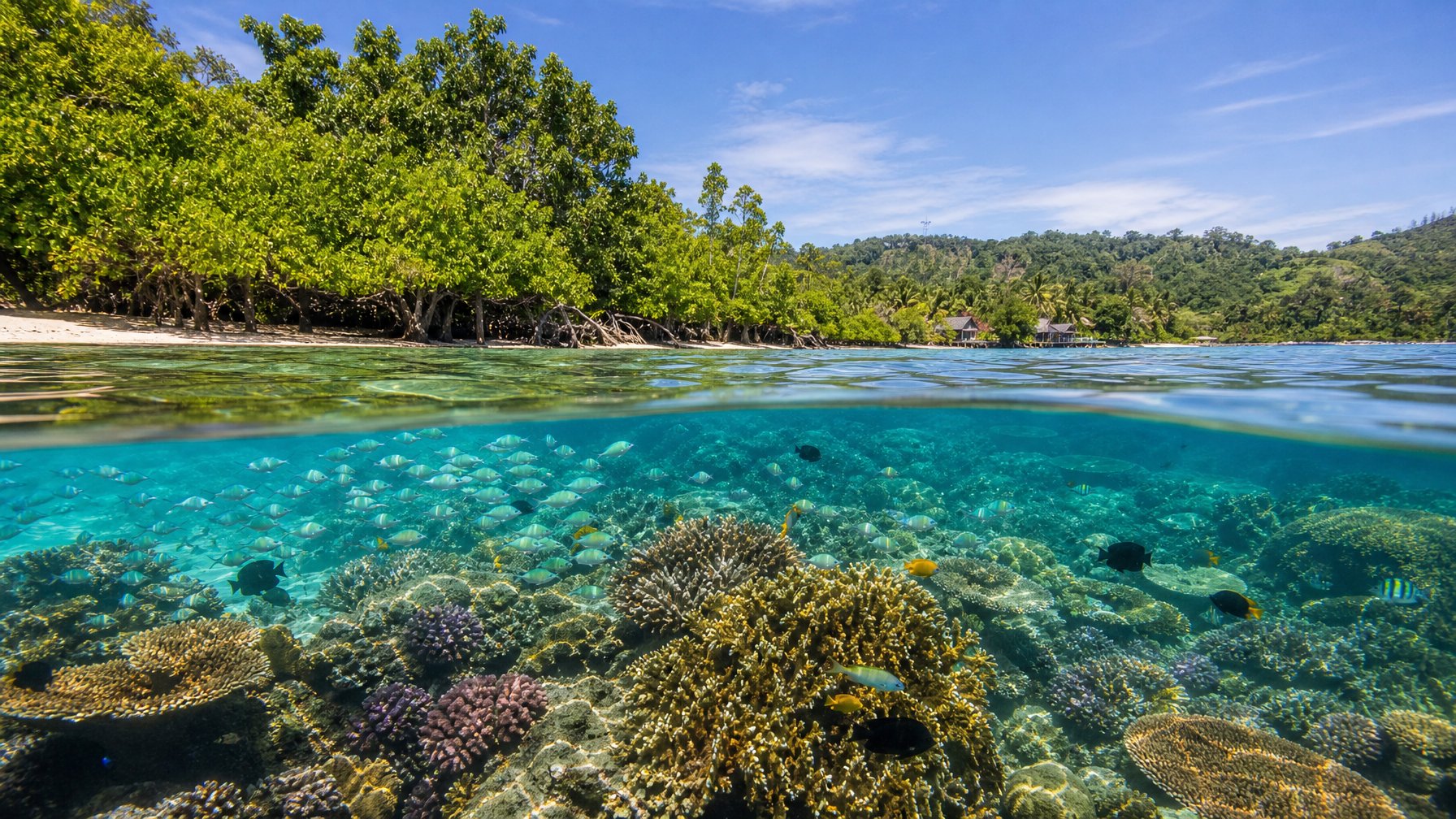 Pemandangan terumbu karang yang berwarna-warni dengan berbagai ikan tropis di perairan jernih dekat pantai yang dipenuhi mangrove.