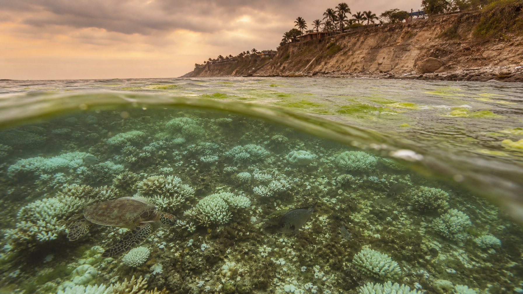 Pemandangan ekosistem laut yang rusak dengan terumbu karang memutih, ikan dan penyu yang sedikit, serta garis pantai yang terkikis di bawah langit berawan.