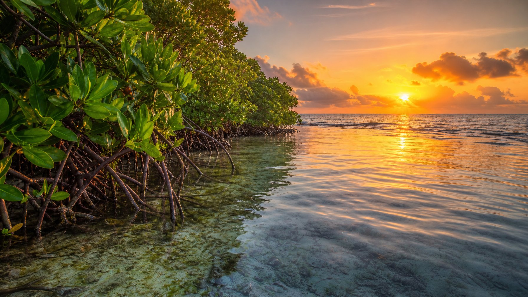 Pemandangan hutan mangrove yang rimbun di tepi pantai dengan akar-akarnya yang menjulur ke air yang jernih saat matahari terbit.