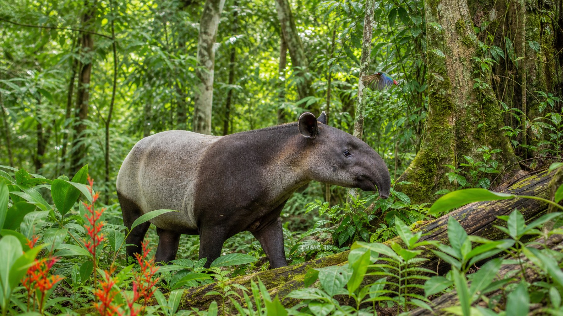 Seekor herbivora langka sedang berada di hutan hujan tropis yang rimbun dengan pepohonan dan tanaman hijau di sekitarnya.