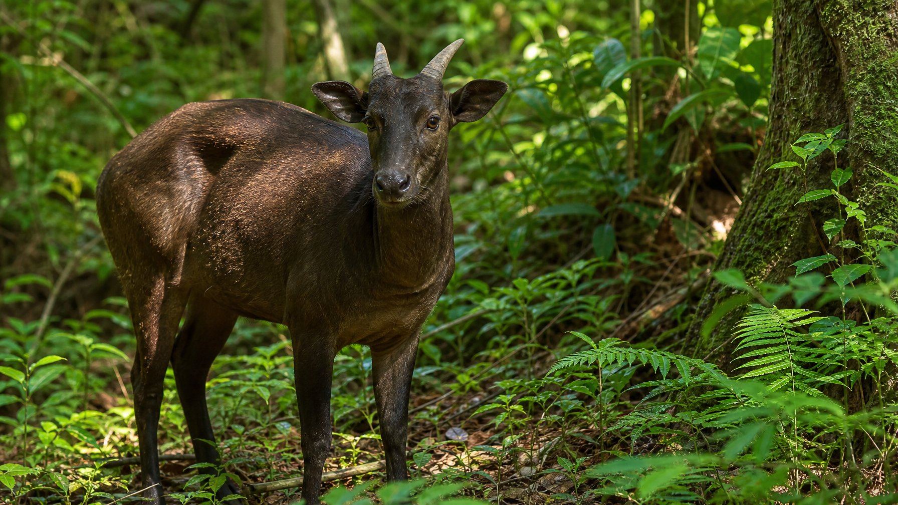 Seekor anoa berdiri di hutan tropis yang rimbun dengan dedaunan hijau di sekitarnya.