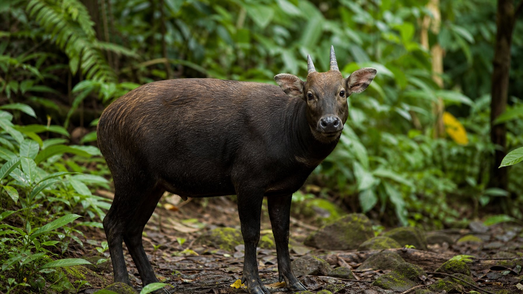 Seekor Anoa berdiri di hutan tropis dengan latar belakang dedaunan hijau yang rimbun.