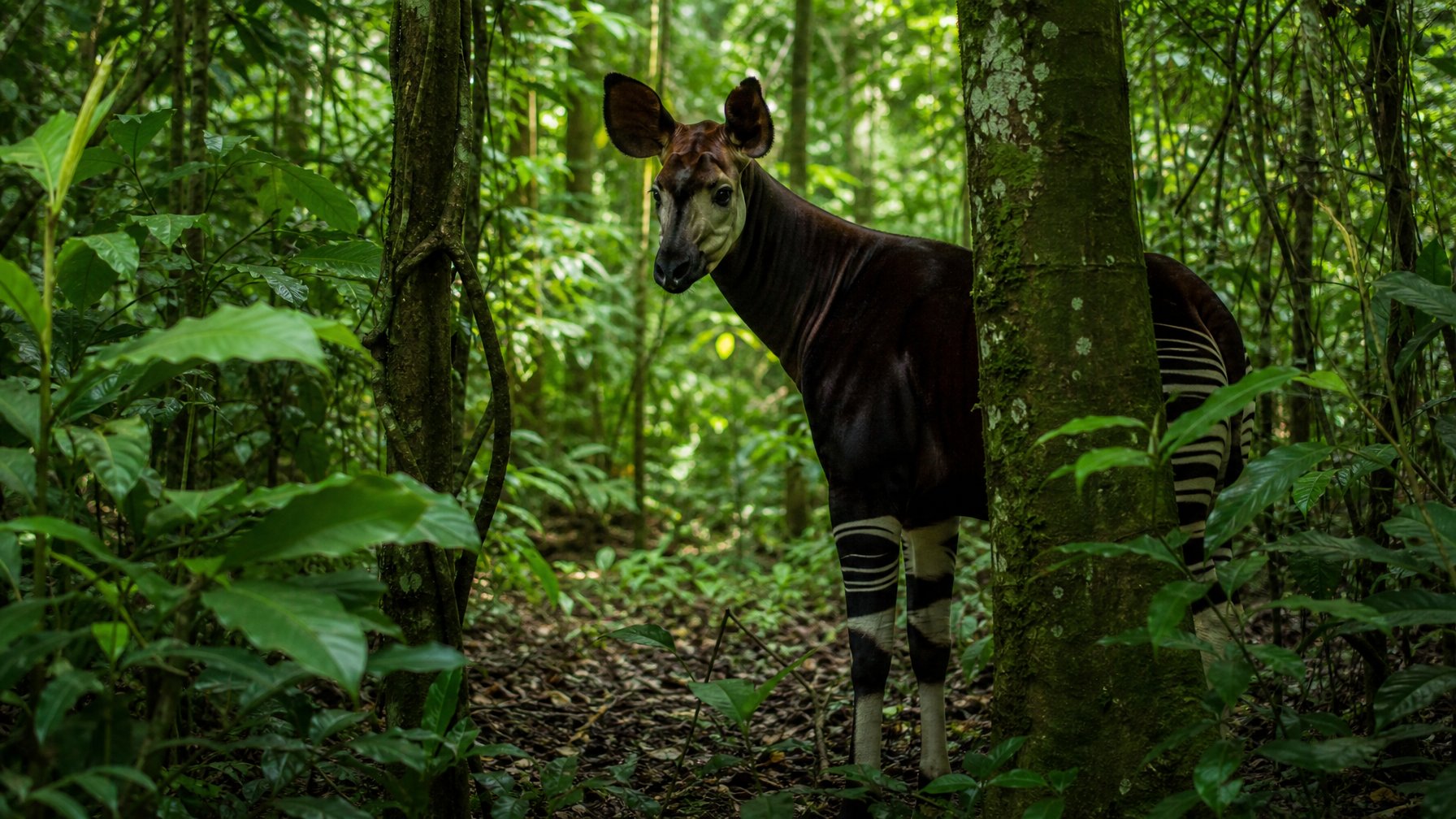 Seekor okapi di tengah hutan hujan lebat di Kongo dengan dedaunan hijau yang rimbun.