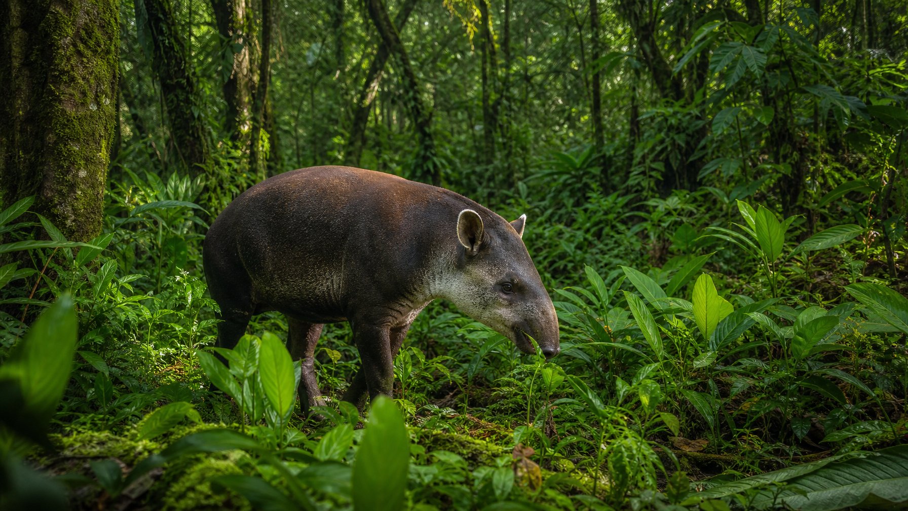 Seekor herbivora langka sedang berada di tengah hutan hujan yang lebat dengan tanaman hijau dan pepohonan tinggi.