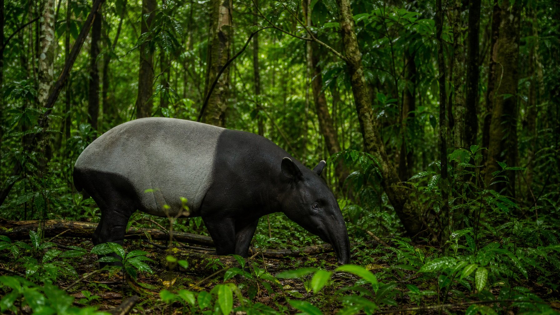 Seekor herbivora langka sedang berada di habitat hutan hujan tropis yang rimbun dengan pepohonan tinggi dan tumbuhan hijau di sekitarnya.