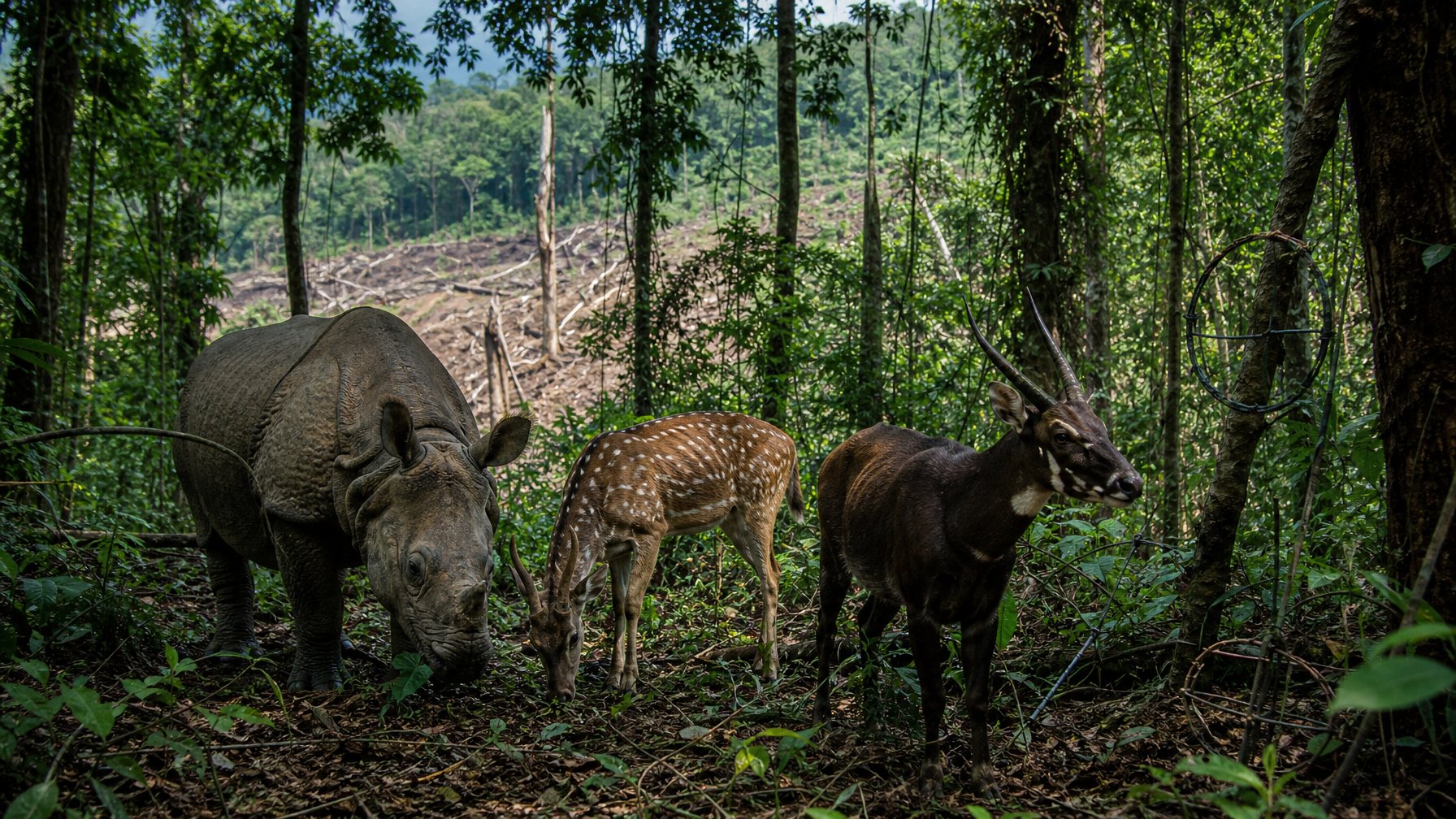 Sekelompok hewan herbivora langka di hutan tropis yang rimbun dengan area hutan yang telah ditebang di kejauhan.