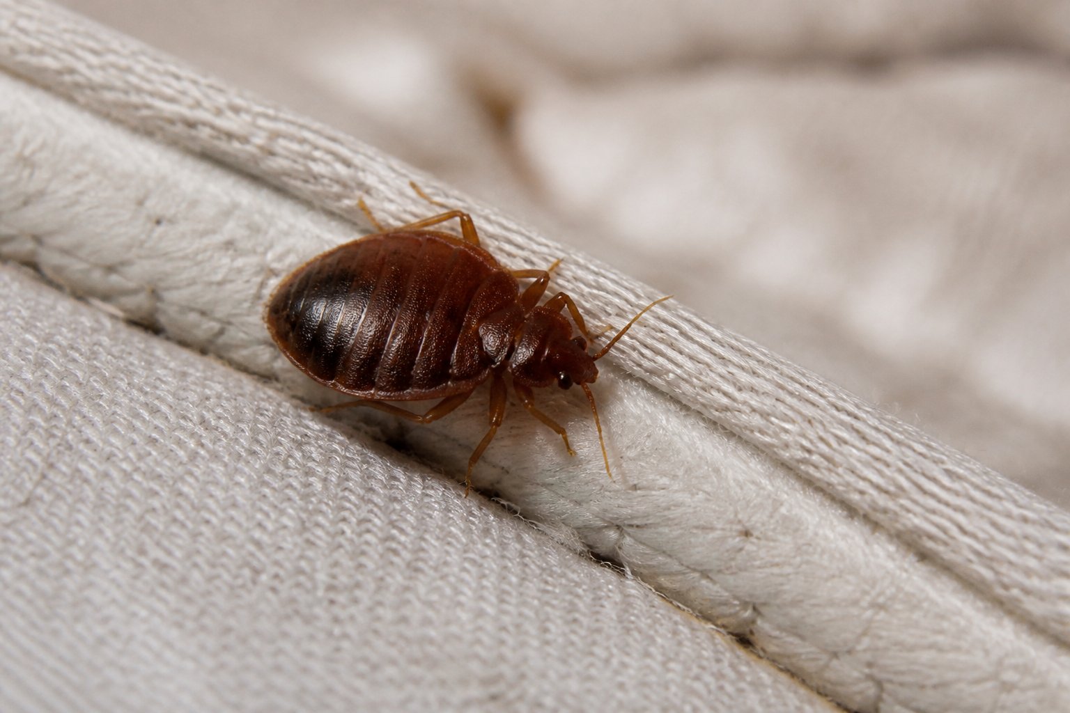 Close-up of a bed bug on a mattress seam in a home setting.
