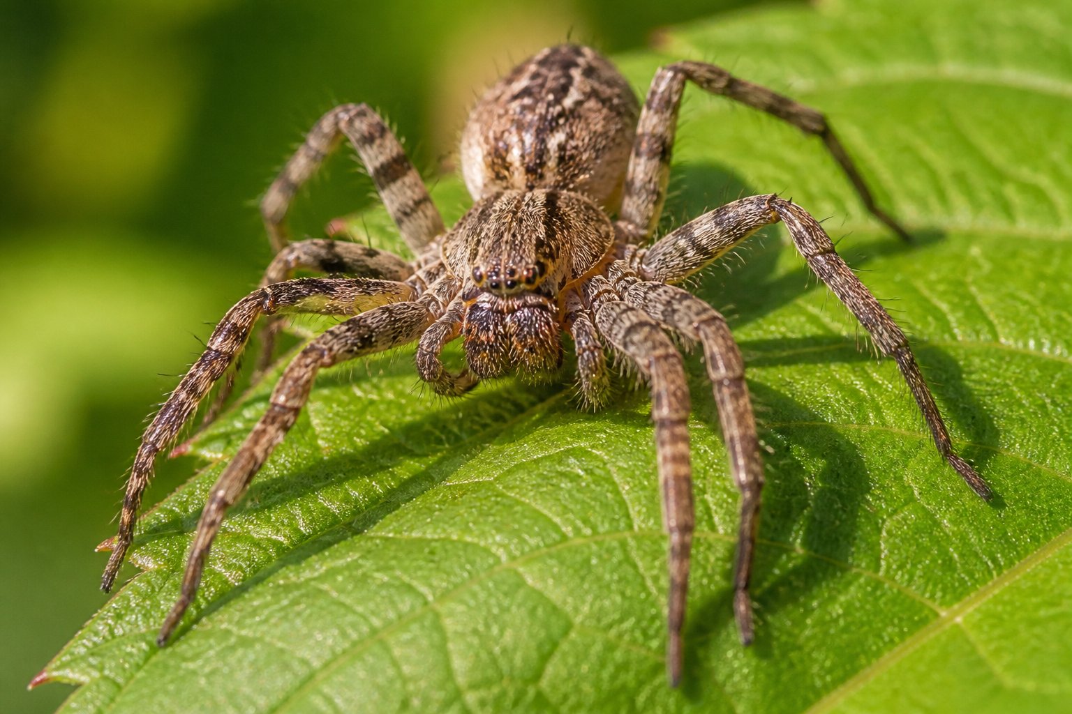 Are Spiders Insects? Key Differences Explained Are Spiders Insects? Key Differences Explained