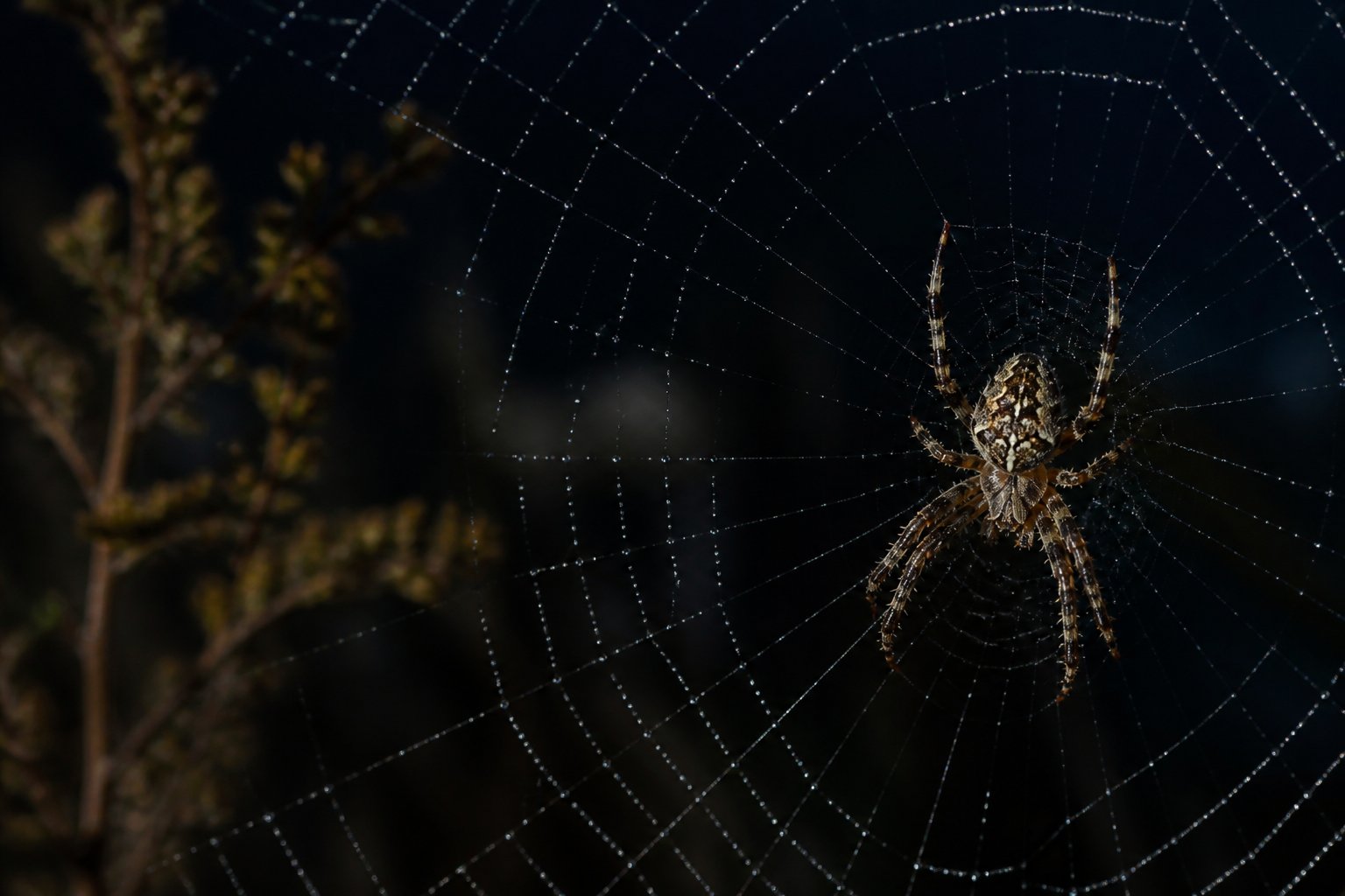A close-up of a spider on its web at night with a dark blurred background.
