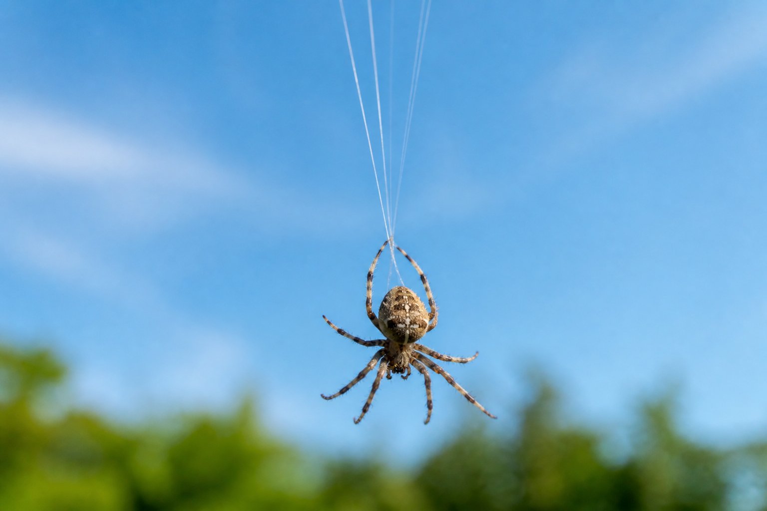 How Can Spiders Fly? Ballooning Explained How Can Spiders Fly? Ballooning Explained