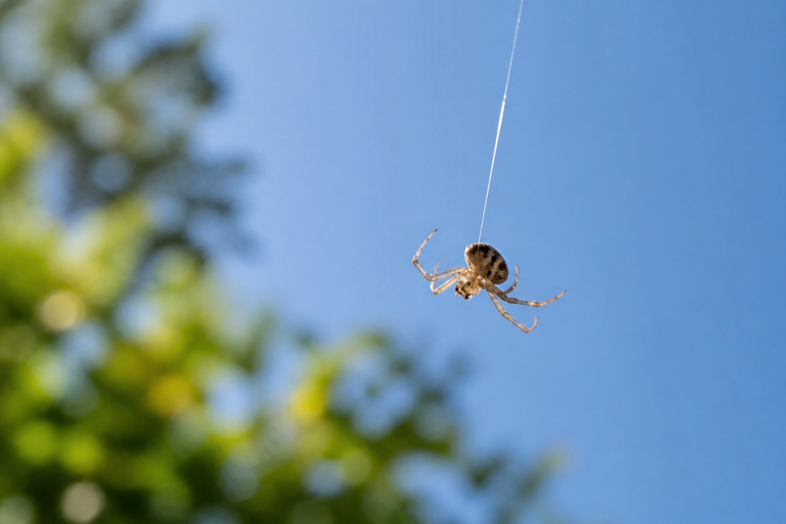 A close-up of a small spider hanging in mid-air by fine silk threads against a blurred natural background.