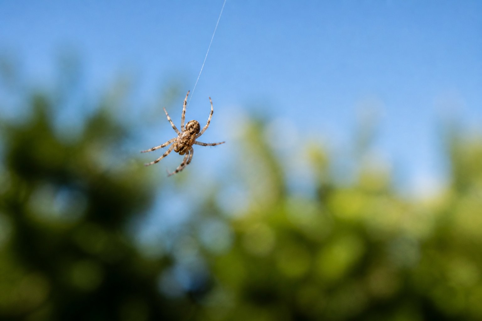 A small spider suspended in mid-air by thin silk threads against a blurred background of green leaves and blue sky.