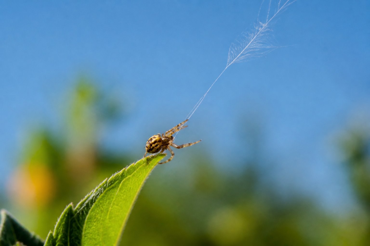 A small spider on a green leaf releasing silk threads into the air, preparing to become airborne.