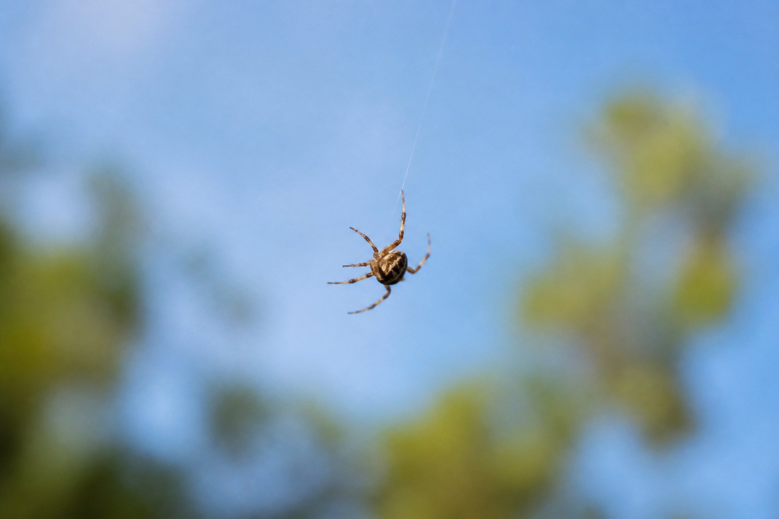 Close-up of a small spider hanging from a thin silk thread floating in the air with a blurred natural background.