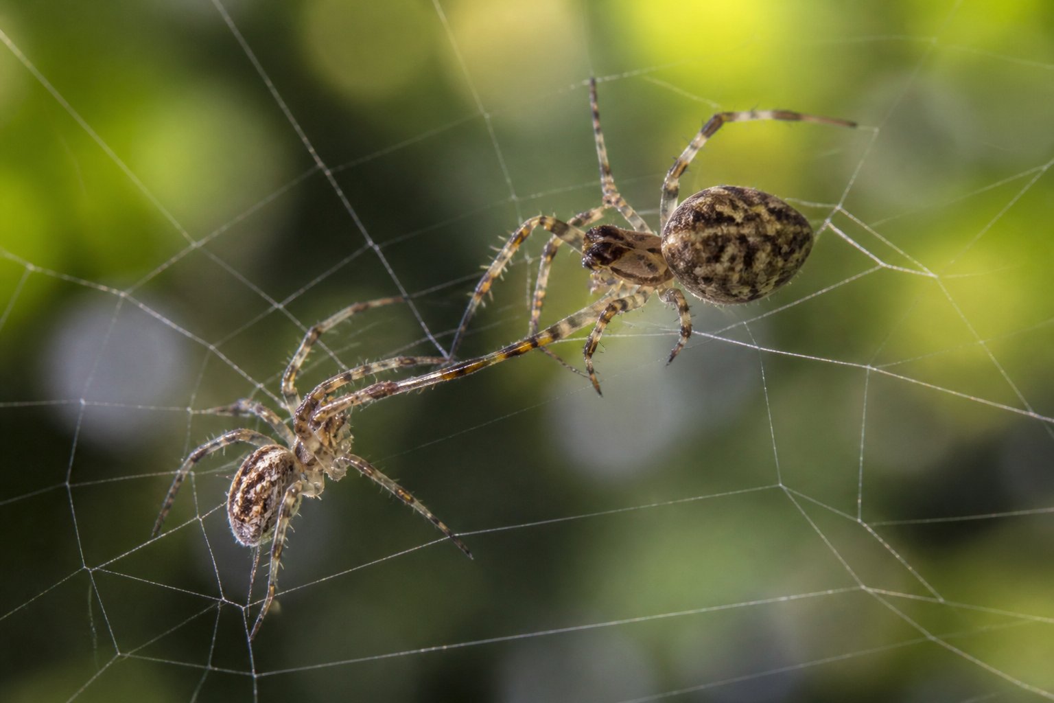 Two spiders on a web in nature, one spider approaching the other during a mating ritual.