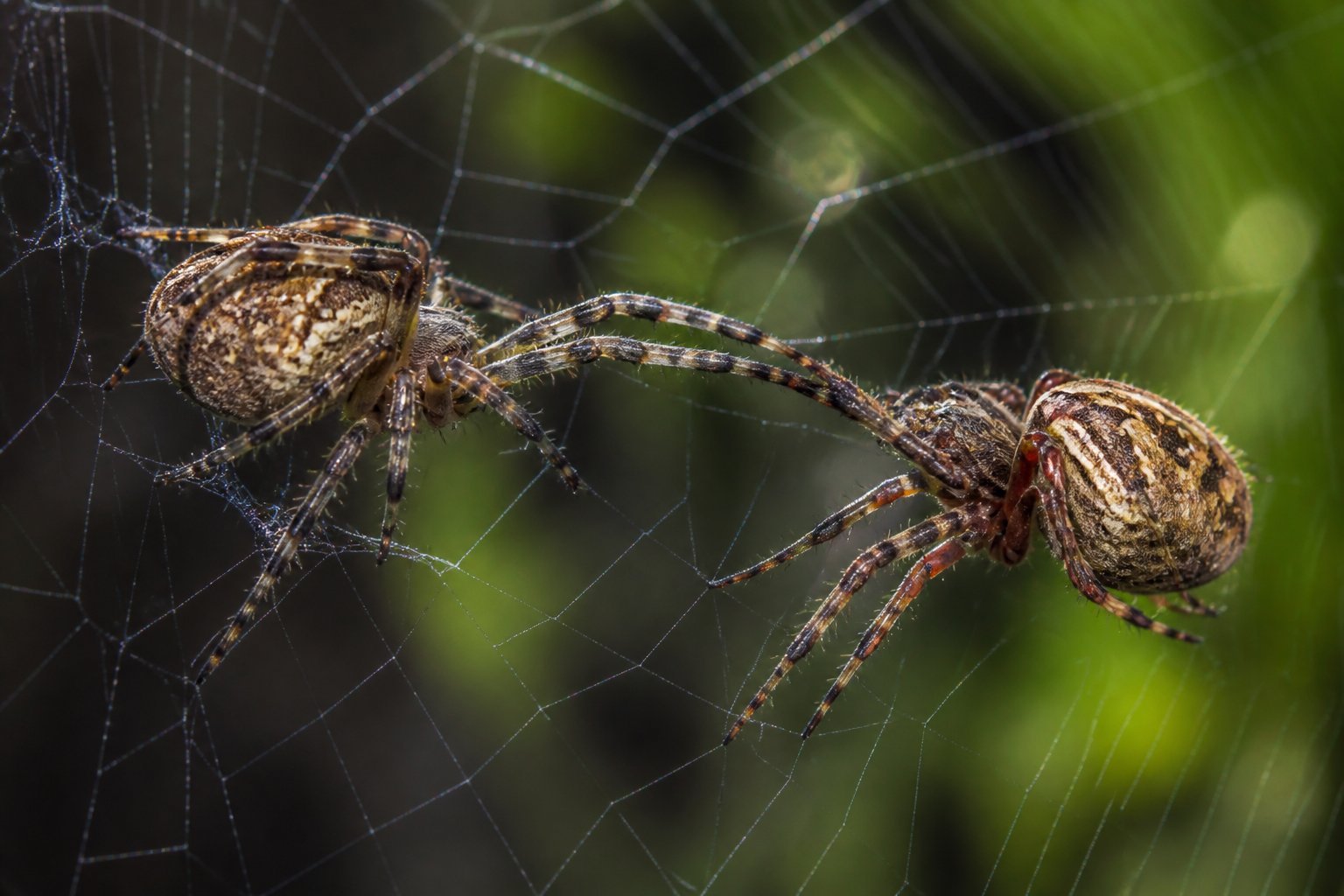 Two spiders on a web in a forest, with one spider approaching the other during mating.