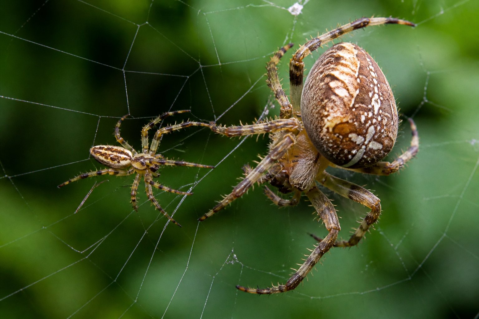 Two spiders on a web, with a smaller male spider approaching a larger female spider.