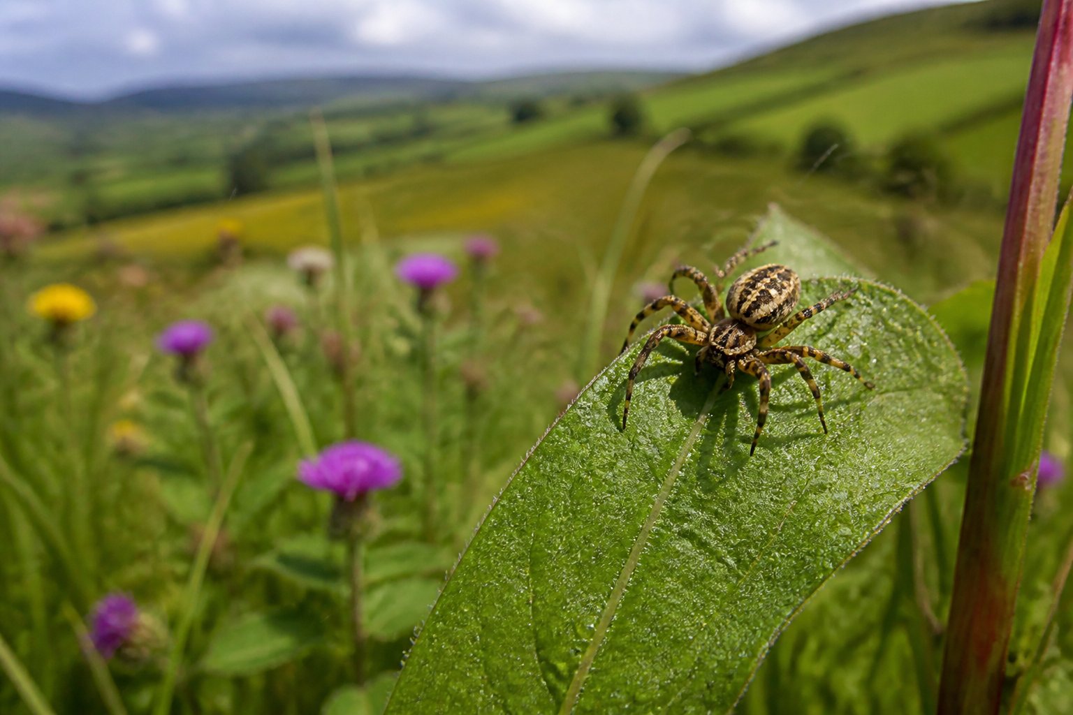Are There Spiders In Ireland? What You’ll Actually See Are There Spiders In Ireland? What You’ll Actually See
