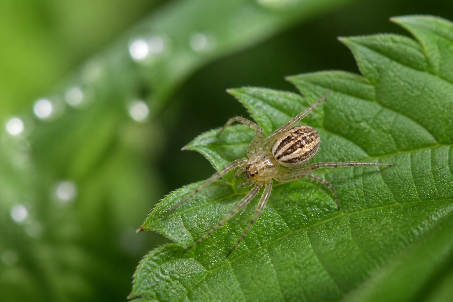A small spider sitting on a green leaf outdoors with blurred greenery in the background.