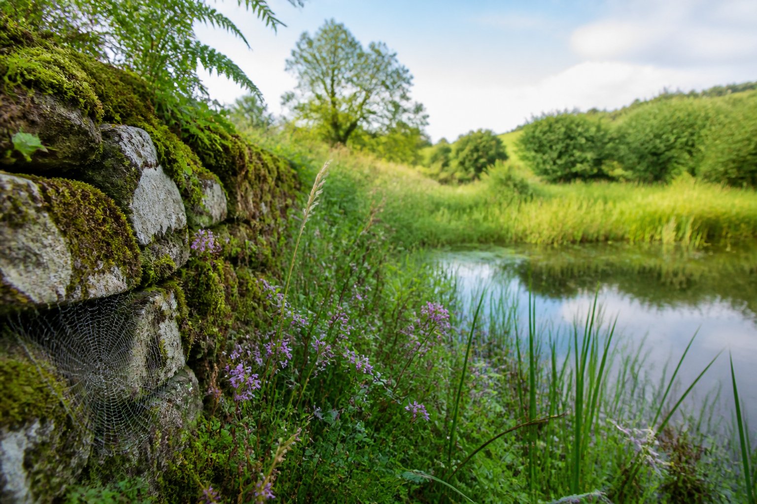 A garden with a stone wall next to a wetland area showing green plants, wildflowers, reeds, and small spiders in webs among the vegetation.