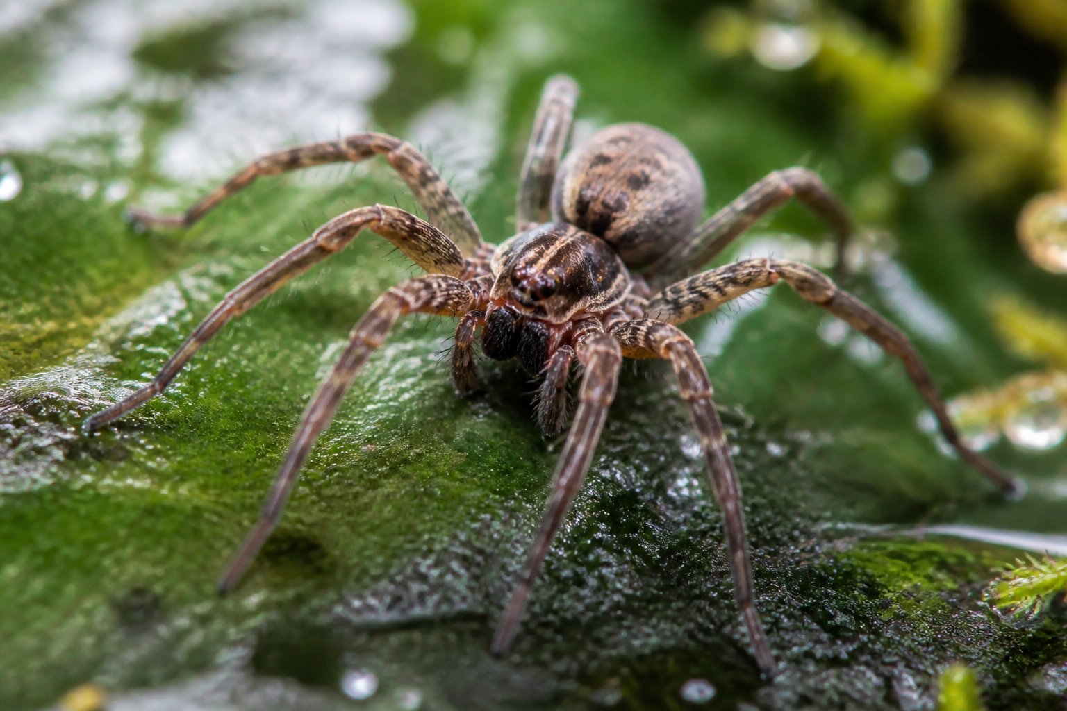 Close-up of a spider on a green leaf with natural Irish greenery in the background.